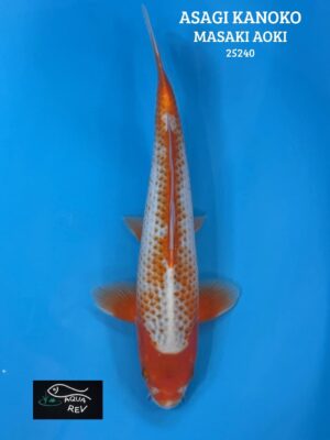 Carpe Koi Asagi kanoko - Masaki aoki