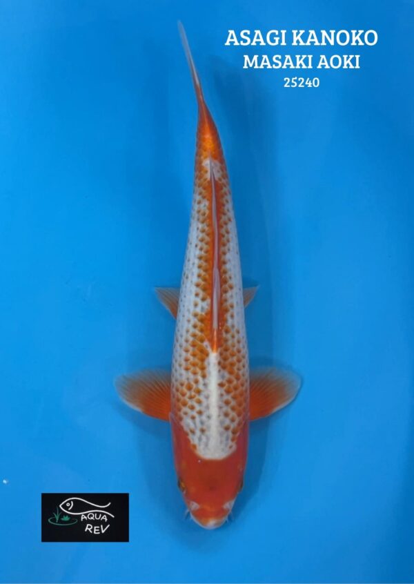 Carpe Koi Asagi kanoko - Masaki aoki