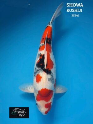 Carpe Koi Showa - Kase