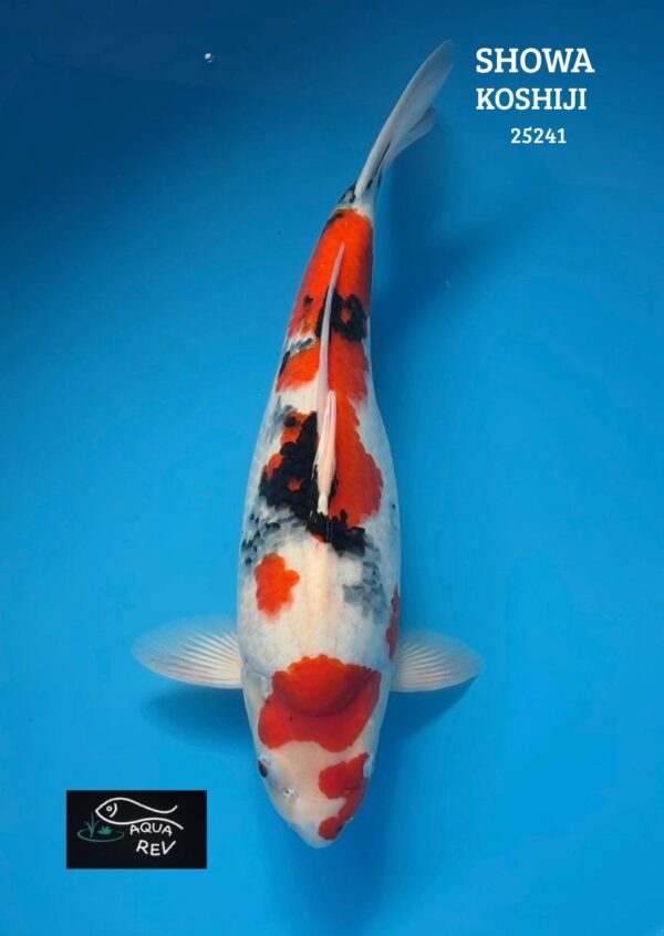 25241 Carpe Koi Showa - Kase