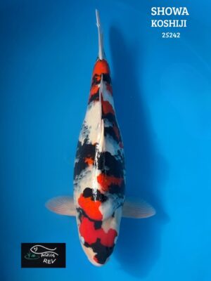 Carpe Koi Showa - Kase