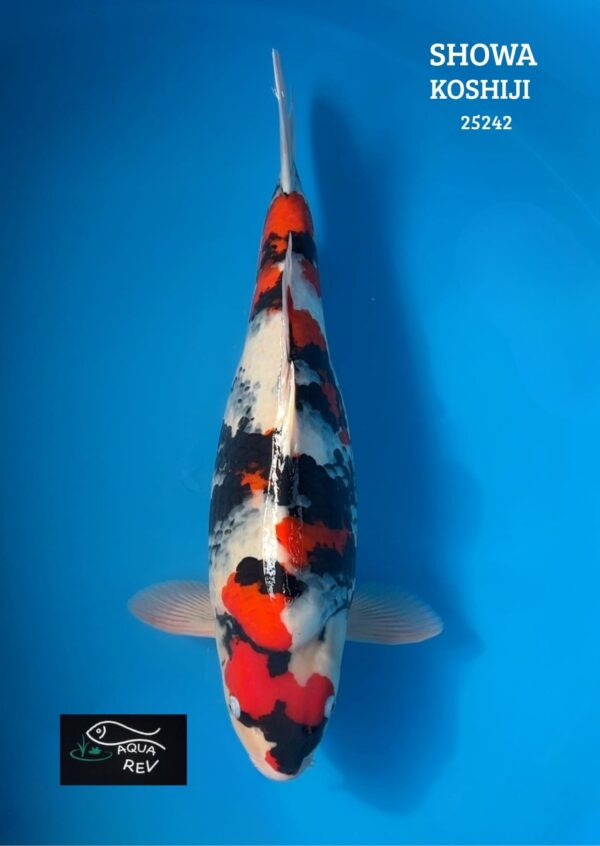 25242 Carpe Koi Showa - Kase
