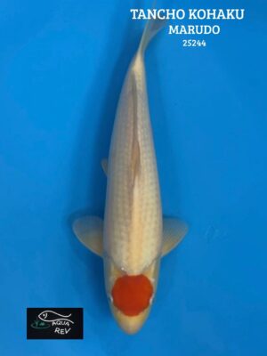 Carpe Koi Tancho Kohaku - Marudo