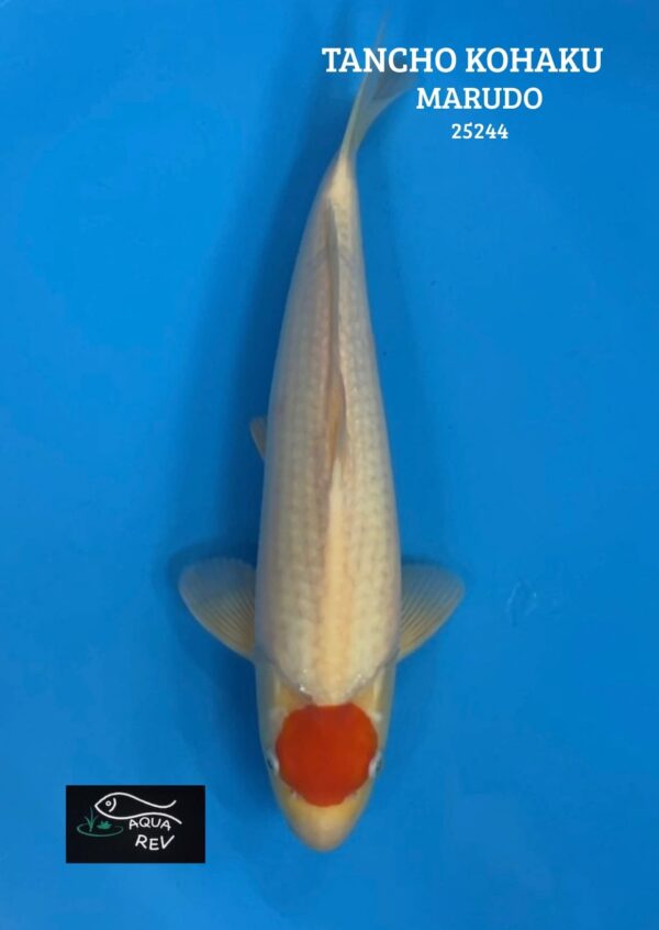 Carpe Koi Tancho Kohaku - Marudo