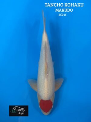 Carpe Koi Tancho Kohaku - Marudo