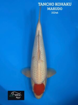 Carpe Koi Tancho Kohaku - Marudo