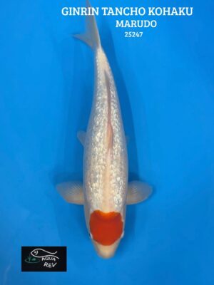 Carpe Koi Ginrin Tancho Kohaku - Marudo