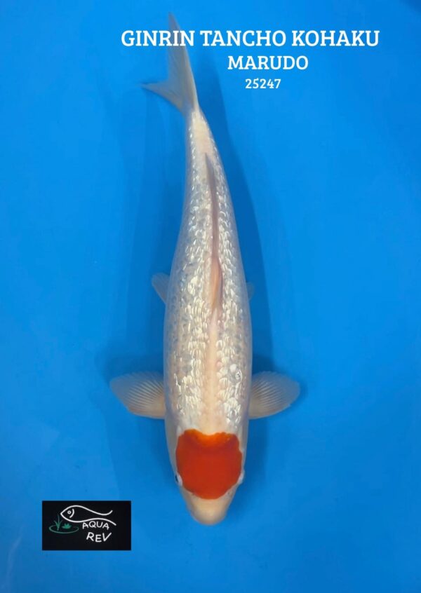 Carpe Koi Ginrin Tancho Kohaku - Marudo