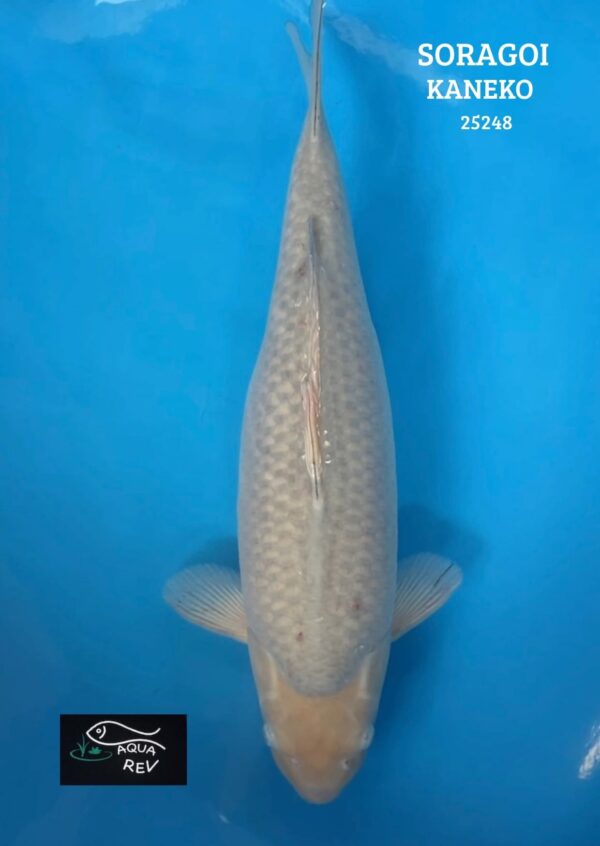 Carpe Koi Soragoi - Kaneko