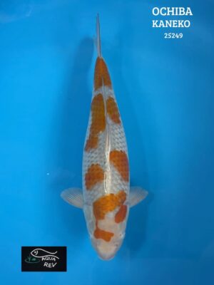 Carpe Koi Ochiba shigure - Kaneko