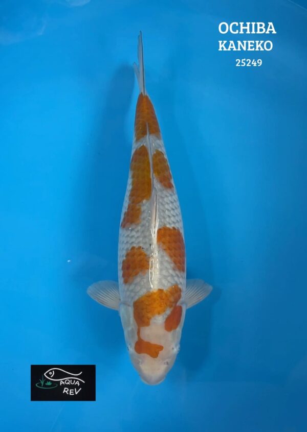 Carpe Koi Ochiba shigure - Kaneko