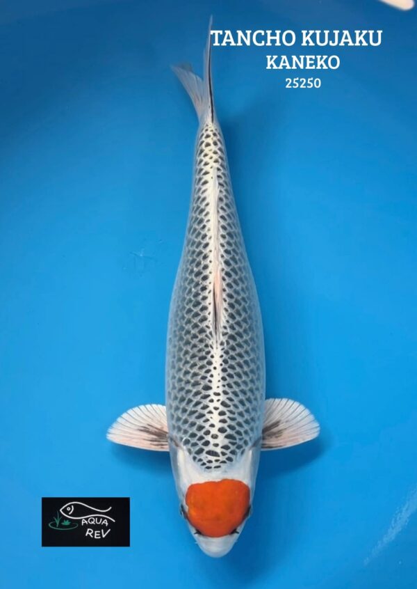 Koi Tancho Kujaku - Kaneko