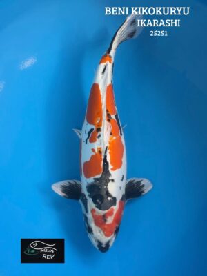 Carpe Koi  Beni kikokuryu  - Ikarashi ozumi