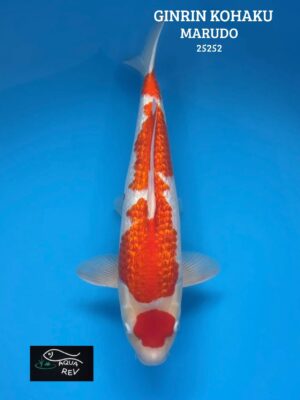Carpe Koi Ginrin Kohaku - Marudo