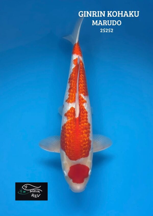 Carpe Koi Ginrin Kohaku - Marudo