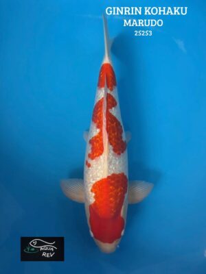 Carpe Koi Ginrin Kohaku - Marudo