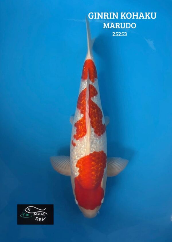 Carpe Koi Ginrin Kohaku - Marudo