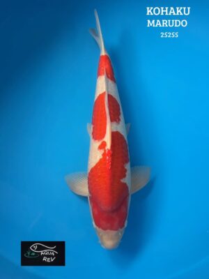 Carpe Koi Kohaku - Marudo