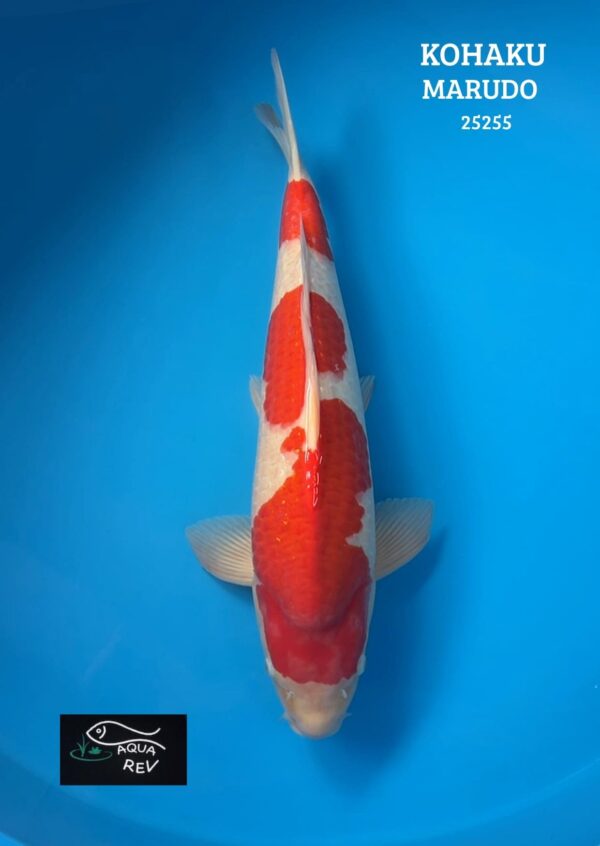 Carpe Koi Kohaku - Marudo