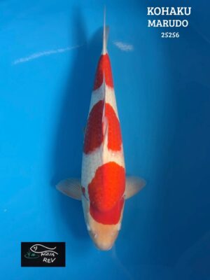 Carpe Koi Kohaku - Marudo