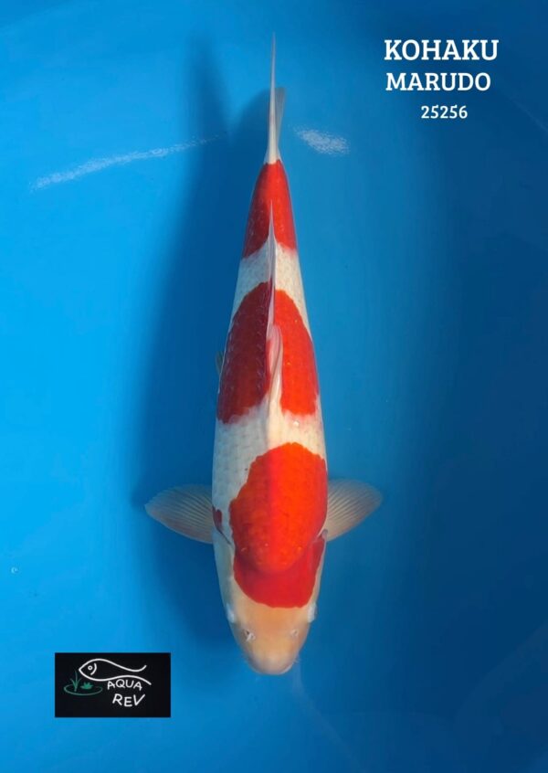 Carpe Koi Kohaku - Marudo