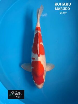 Carpe Koi Kohaku - Marudo