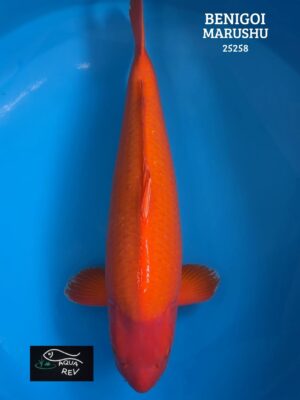 Carpe Koi Benigoi - Marushu