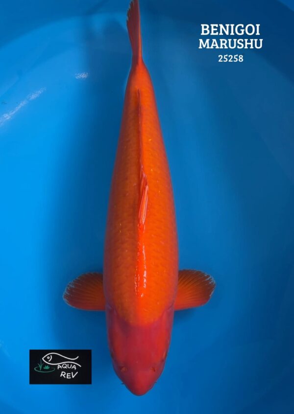 25258 Carpe Koi Benigoi - Marushu