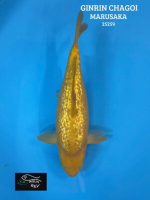 Carpe Koi Ginrin Chagoi - Marusaka