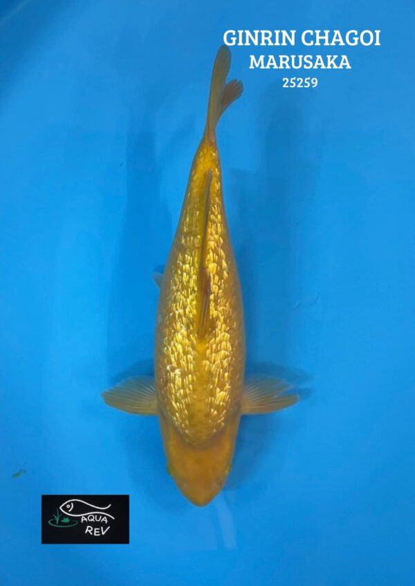 Carpe Koi Ginrin Chagoi - Marusaka