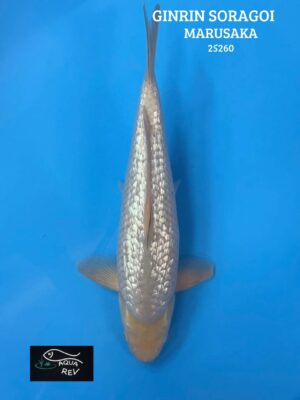 Carpe Koi Ginrin Soragoi - Marusaka