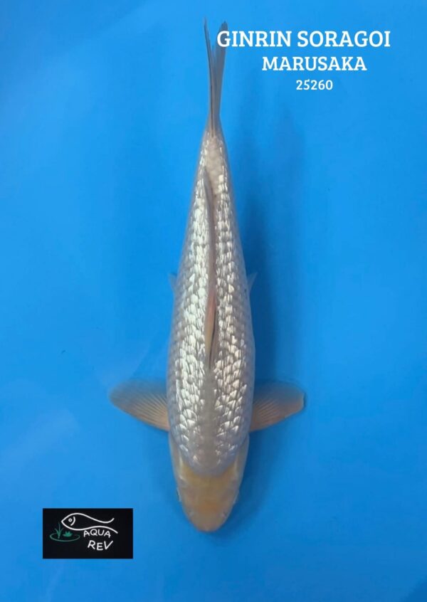 Carpe Koi Ginrin Soragoi - Marusaka