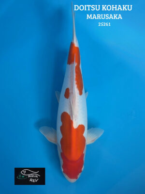 25261 Carpe Koi Doitsu Kohaku - Marusaka