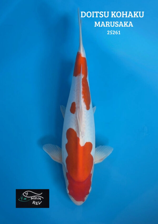 Carpe Koi Doitsu Kohaku - Marusaka