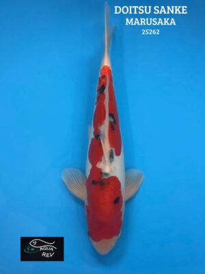 25262 Carpe Koi Doitsu Sanke - Marusaka
