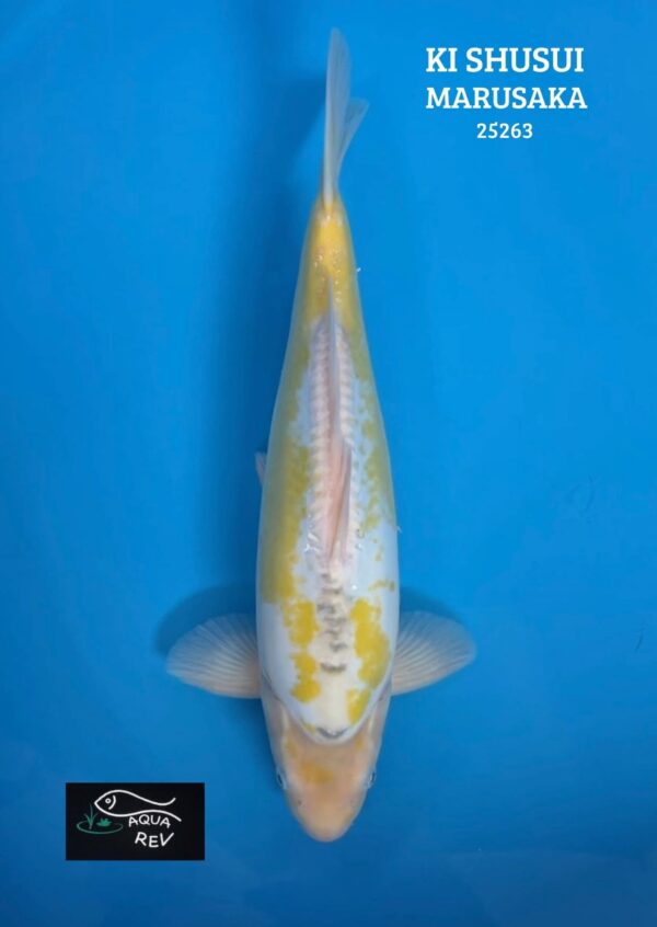 Carpe Koi Ki Shusui - Marusaka