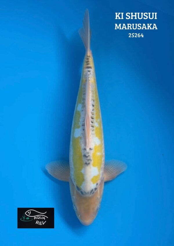 Carpe Koi Ki Shusui - Marusaka