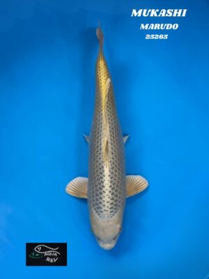 Carpe Koi MUKASHI - MARUDO