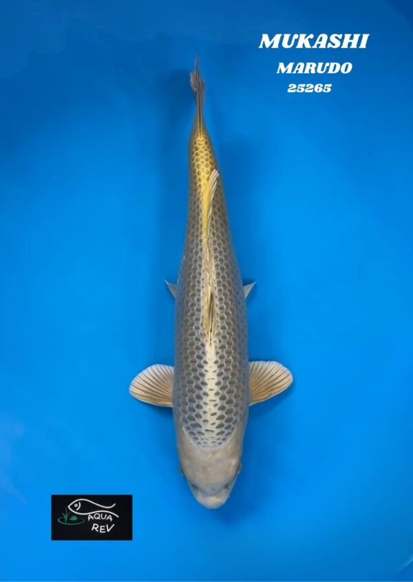 Carpe Koi MUKASHI - MARUDO