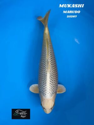 Carpe Koi MUKASHI - MARUDO