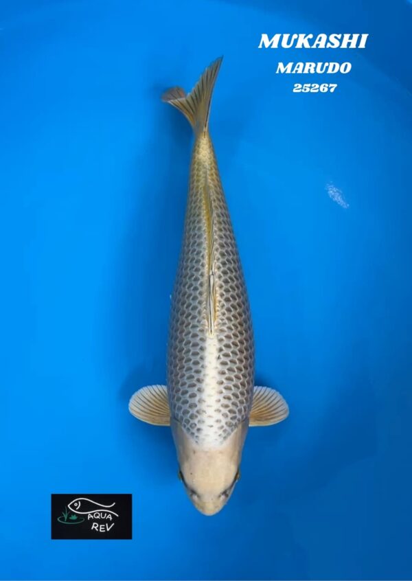 Carpe Koi MUKASHI - MARUDO