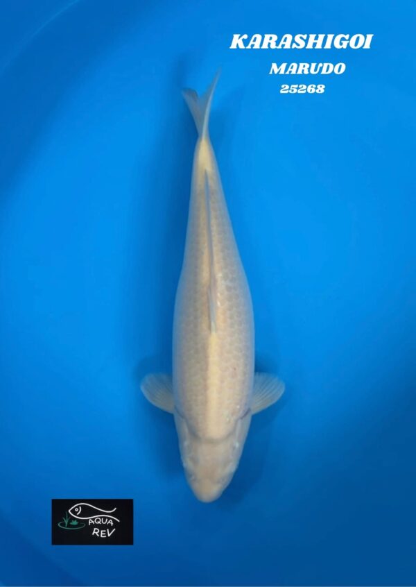 Carpe Koi KARASHIGOI - MARUDO