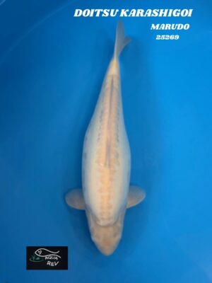 Carpe Koi DOITSU KARASHIGOI - MARUDO