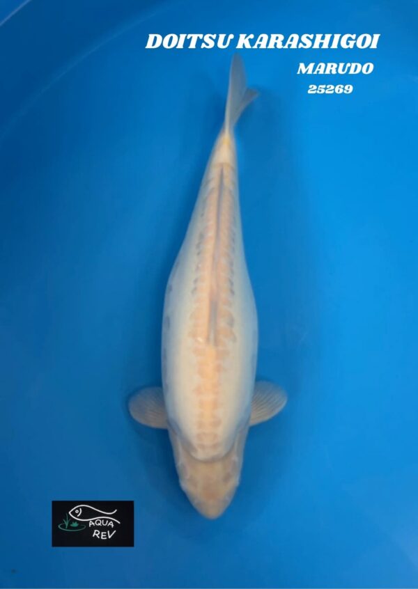 Carpe Koi DOITSU KARASHIGOI - MARUDO
