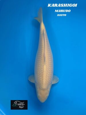Carpe Koi KARASHIGOI - MARUDO