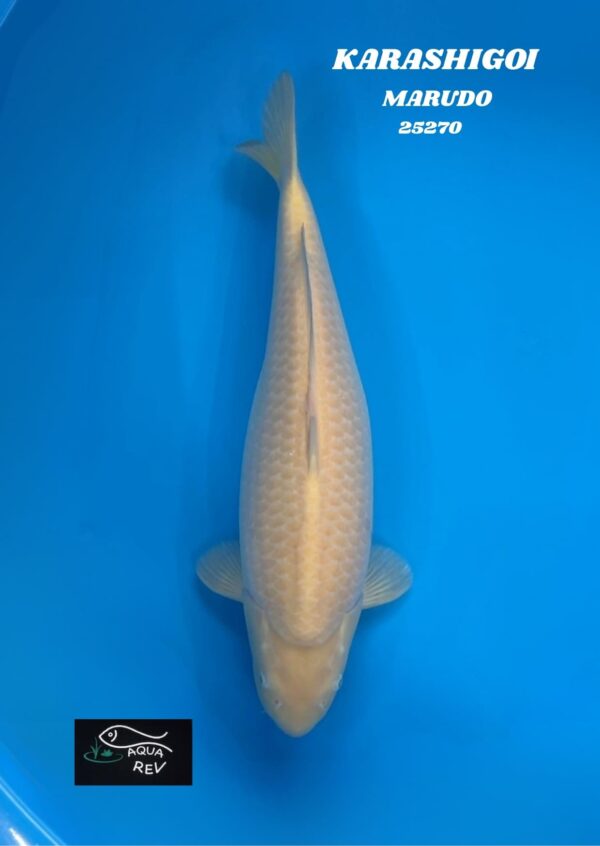 Carpe Koi KARASHIGOI - MARUDO