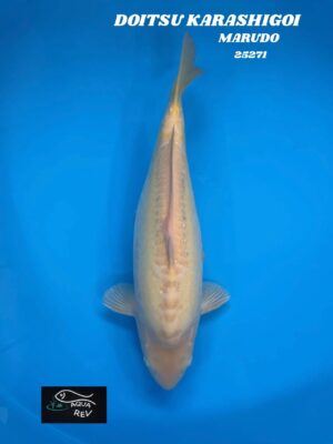 Carpe Koi DOITSU KARASHIGOI - MARUDO