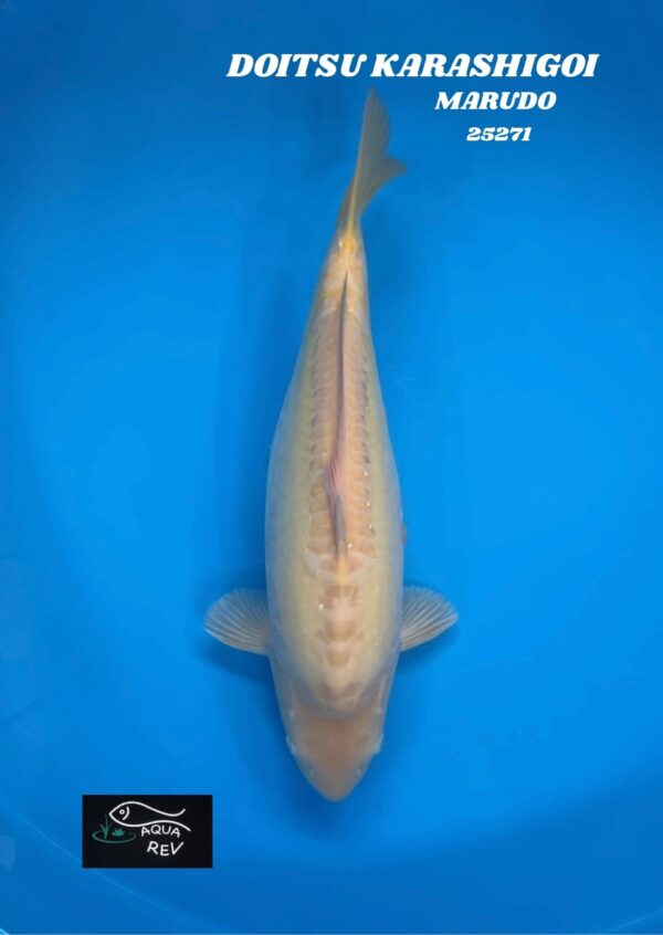 Carpe Koi DOITSU KARASHIGOI - MARUDO