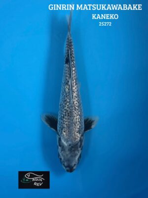 Carpe Koi GINRIN MATSUKAWABAKE - KANEKO