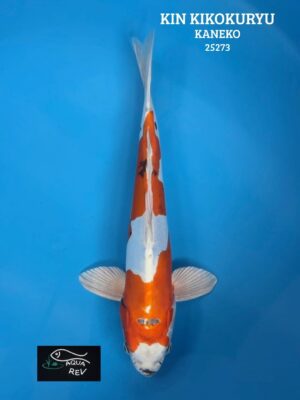 Carpe Koi KIN KIKOKURYU - KANEKO